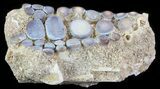 Pycnodus Crushing Mouthplate - Cretaceous Fish #64609-2